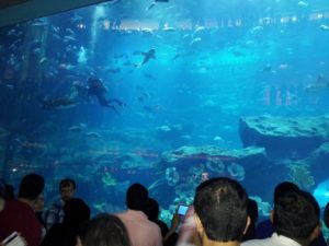 Dubai-travel-aquarium-Glimpses-of-The-World