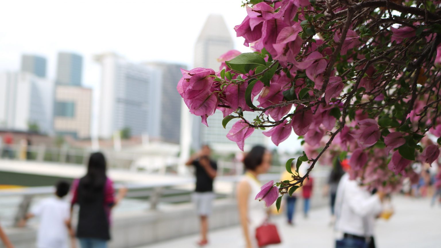 View through flowers