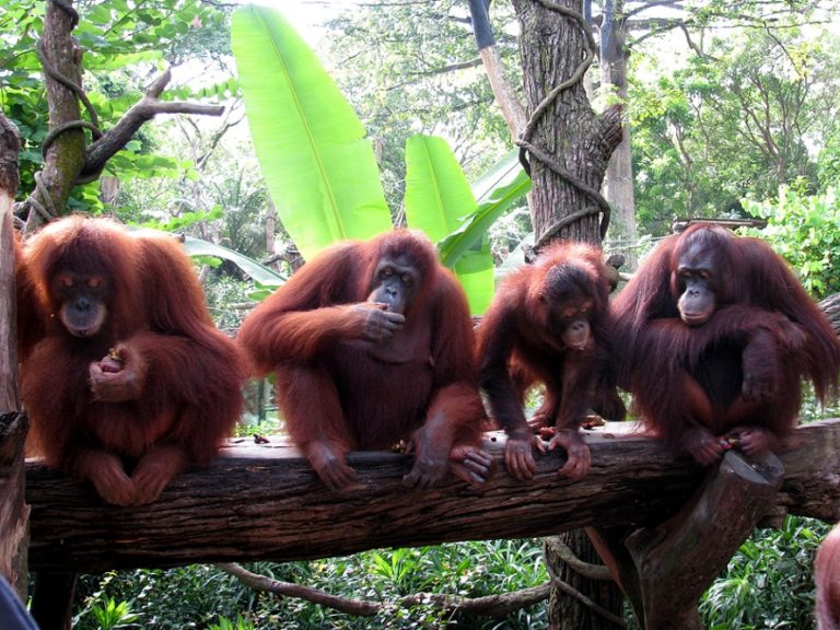 Breakfast with Orangutans Glimpses of the World