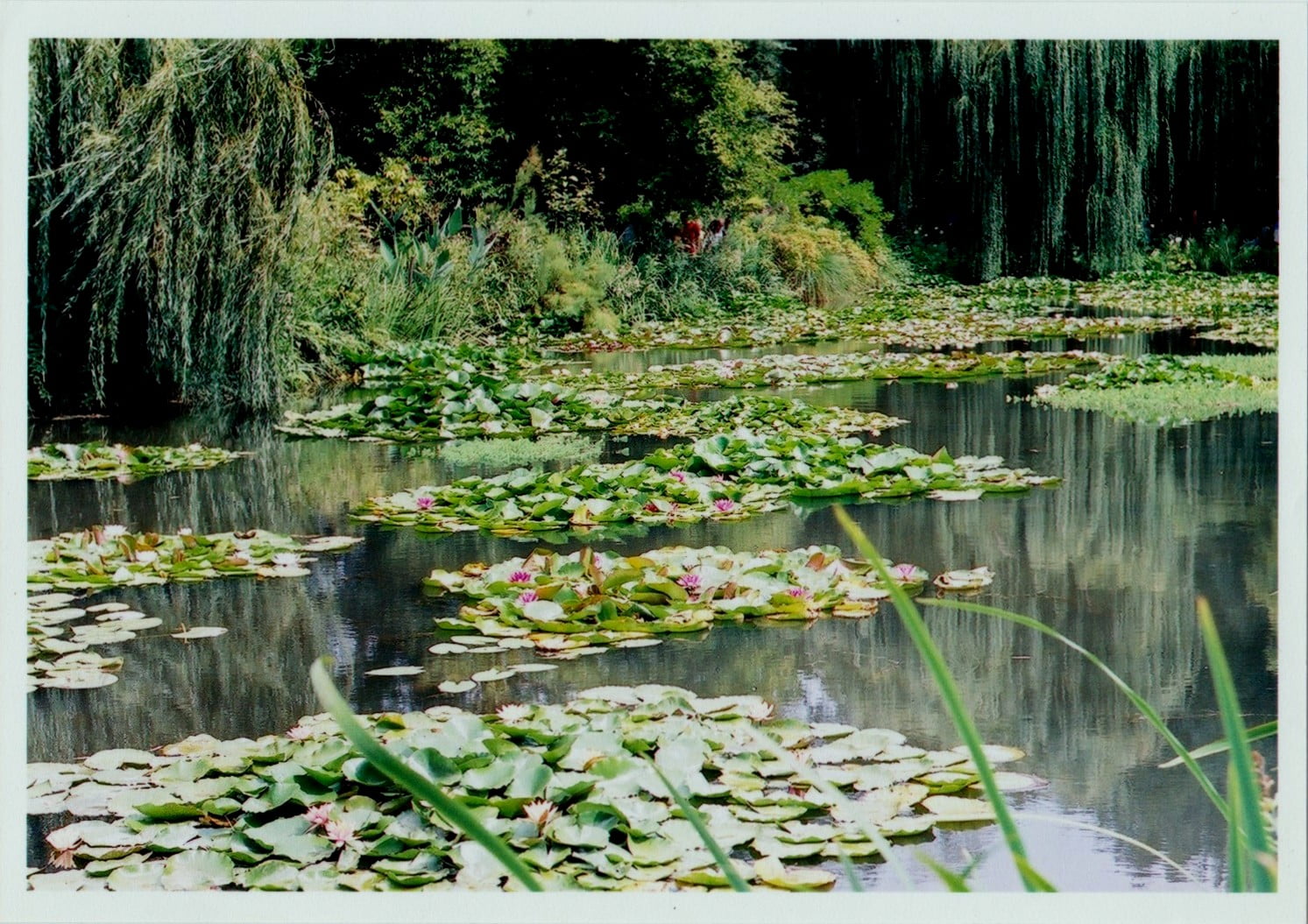Giverny pond Glimpses-of-the-World