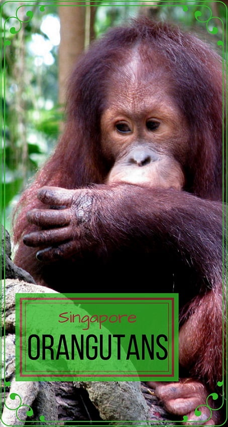 Singapore-travel-orangutan-sanctuary-Glimpses-of-The-World