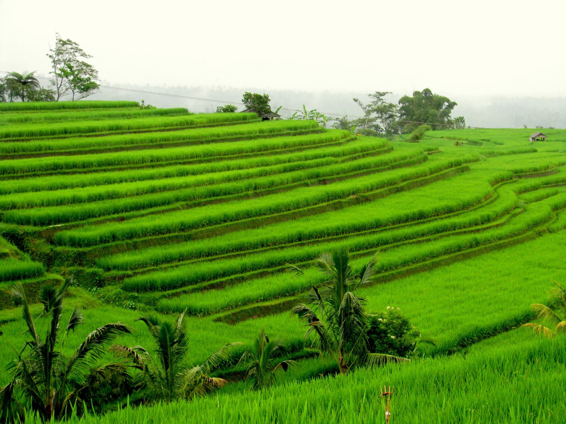 Rice-fields-Glimpses-of-the-World