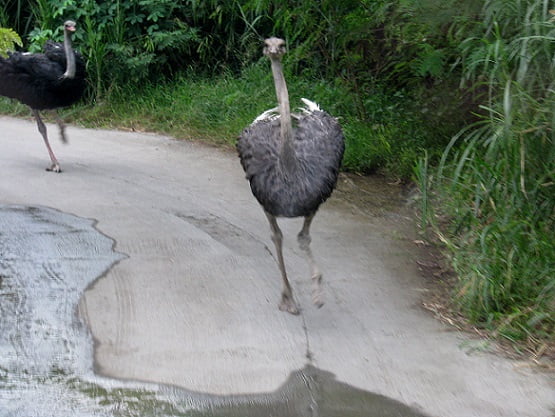 Travel-to-Bali-ostrich-Glimpses-of-The-World