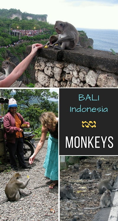 Travel-to-Bali-monkeys-Glimpses-of-The-World