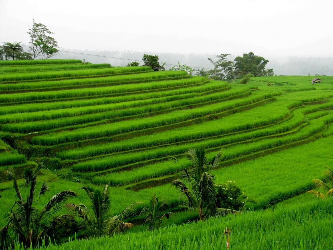 Travel-to-Bali-landscape-rice-terraces-Glimpses-of-The-World