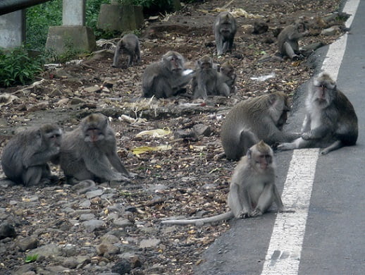 Bali-monkeys-by-the-road-Glimpses-of-The-World