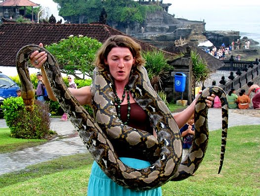 Bali-python-Glimpses-of-The-World