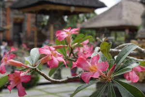 Bali flowers