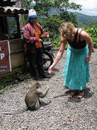 feeding small monkeys bali glimpses of the world