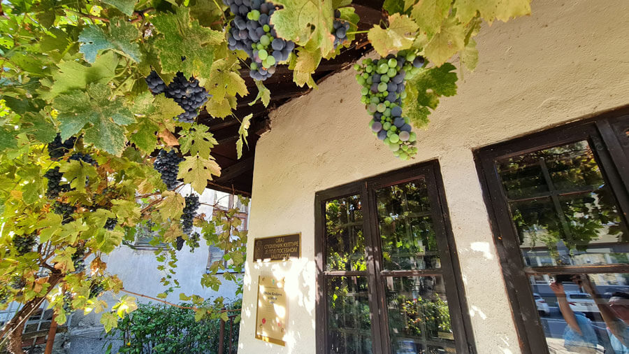 Grapes around the old house