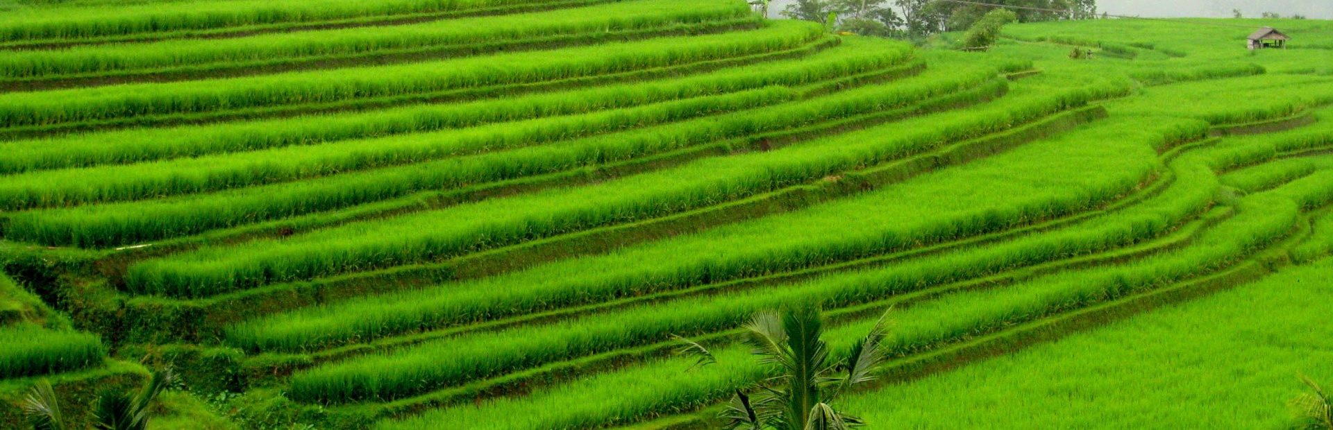 Rice-fields-Glimpses-of-the-World