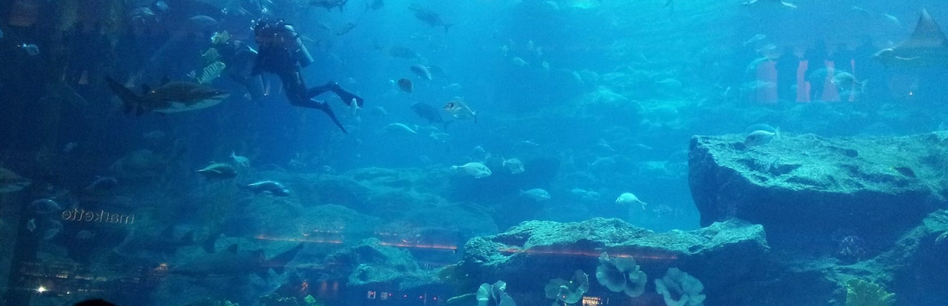 Dubai-travel-aquarium-Glimpses-of-The-World